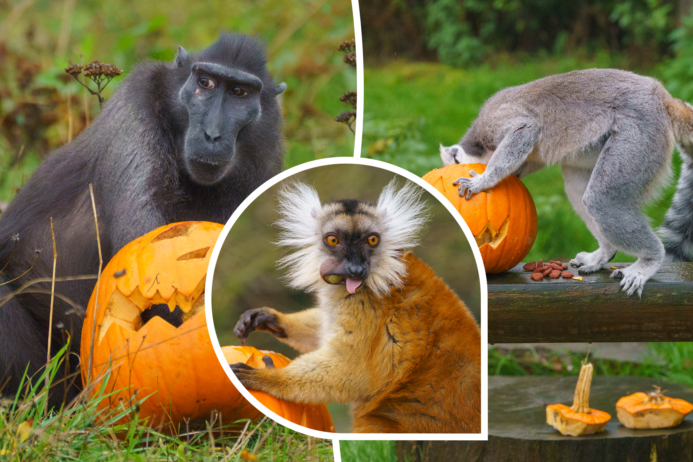 Trick or treat? Zoo animals get into Halloween spirit with pumpkin treats