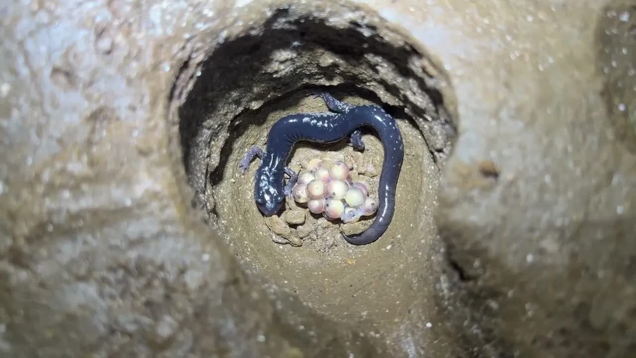 A mother salamander was found guarding 20 eggs deep inside a cave - the ...