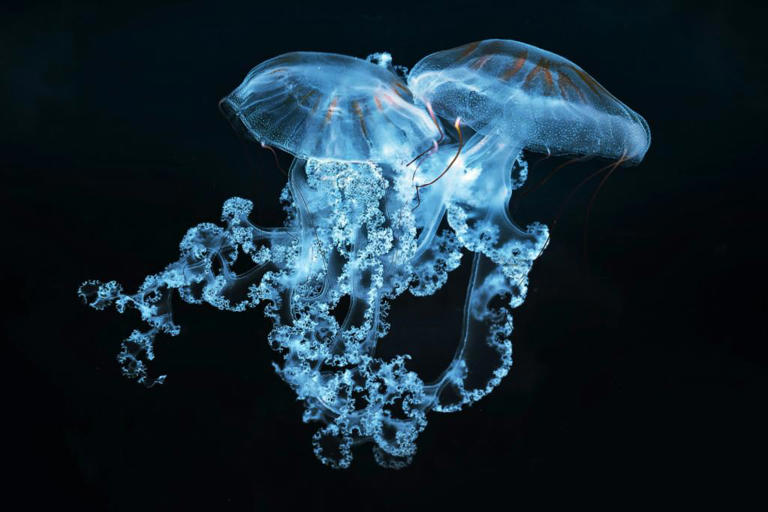 Can we really live forever? The tech, science and ethics behind chasing ...