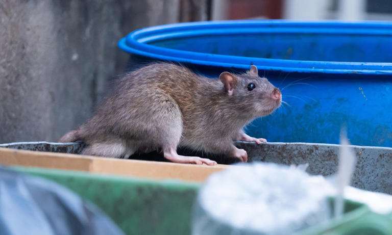 Rats on the rise: Pest controllers warn rodents overwhelming cities ...