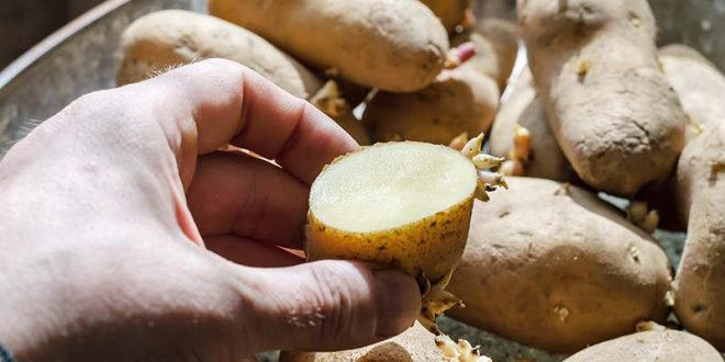 Argentina registers first gene-edited potato, targeting browning and ...