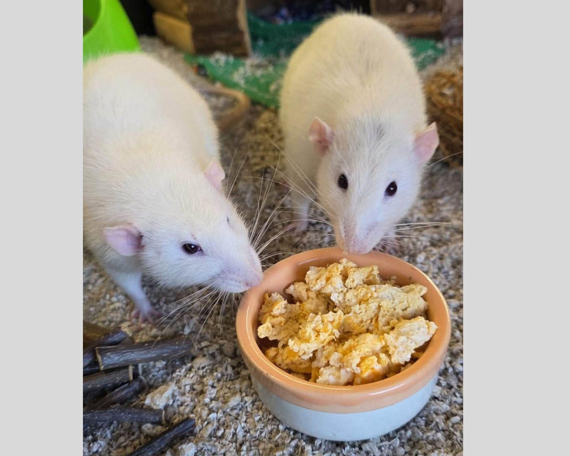 Rats dumped in alley and left with the rubbish rescued by ...