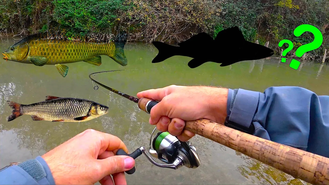 Le sorprese del fiume! Tre specie diverse e un big fish! Light spinning ...