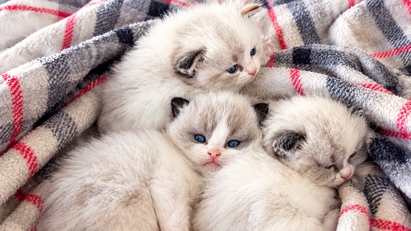 Tiny kittens learn to walk and explore playpen