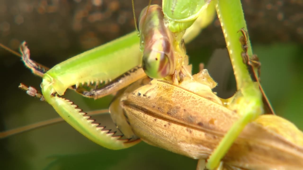 Female mantises produced 40% more offspring after eating males in one study