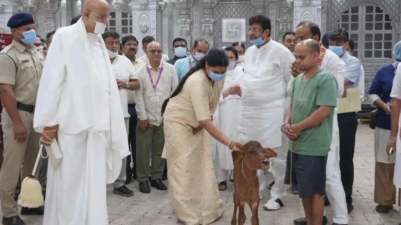Plastic removed from cow's stomach: Mayor calls for responsible waste ...