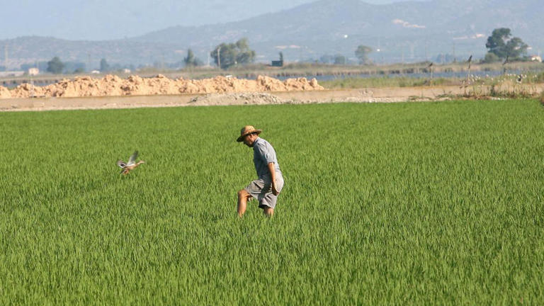 SOS de los arroceros del delta del Ebro por el desplome de los precios ...