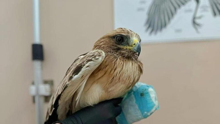 Impallinata otto volte un’aquila minore a Velletri: la creatura muore ...
