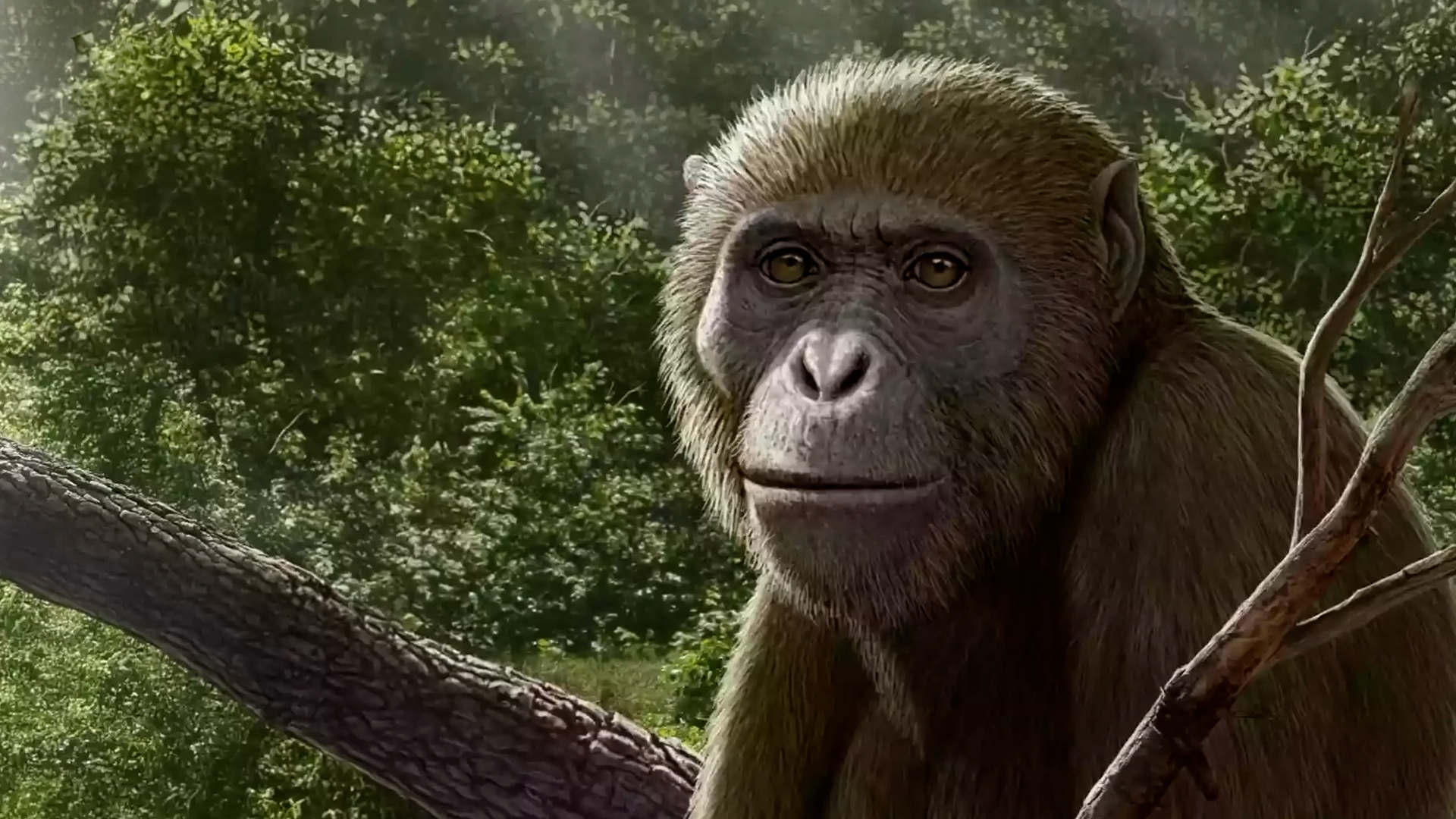17-million-year-old Egyptian ape jaw: A clue to living apes