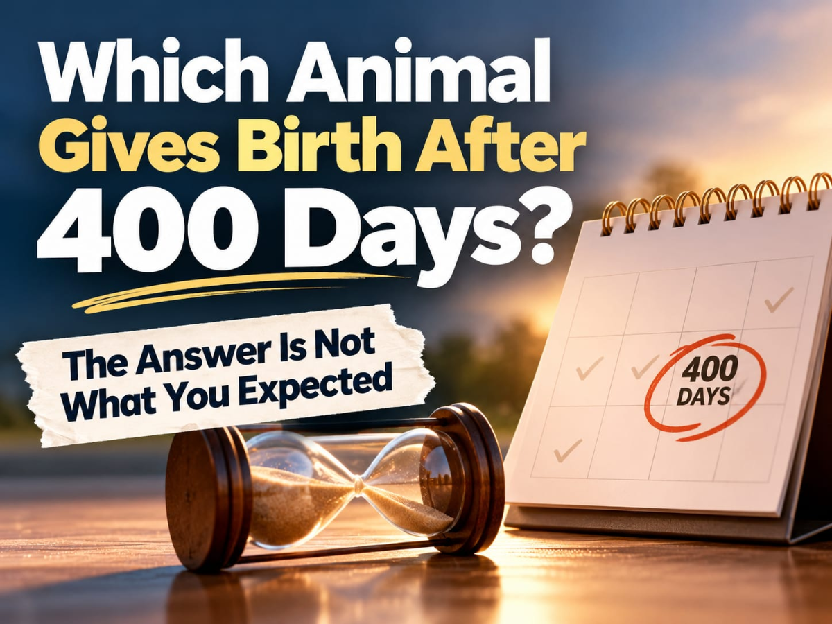 Which animal gives birth after 400 days? The answer is not what you ...