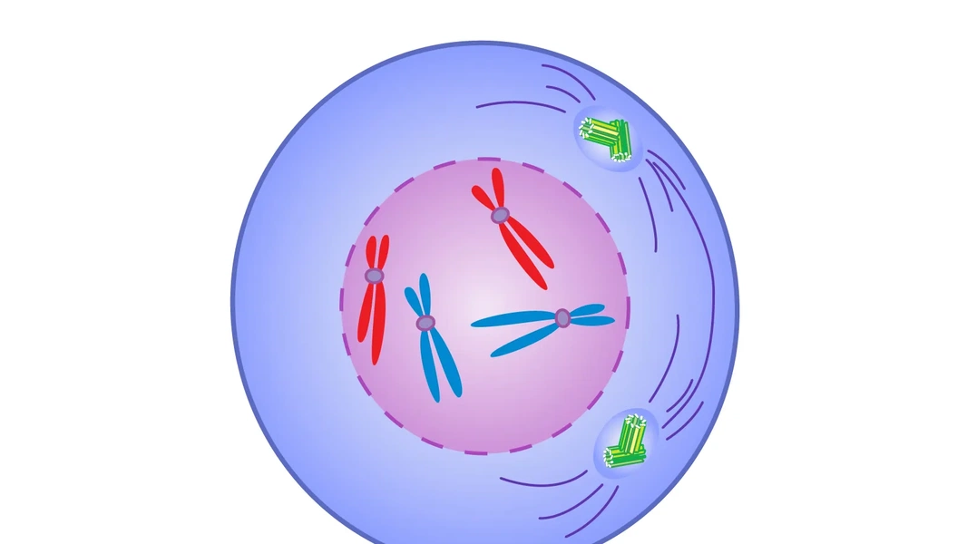Cell structures and processes explained
