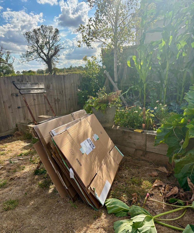 I mulched my veggie bed with cardboard and enjoyed a bumper harvest ...