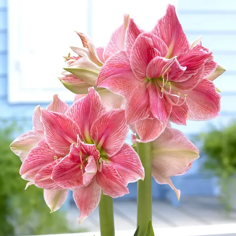 What to do with amaryllis in October – get these 6 things right for ...