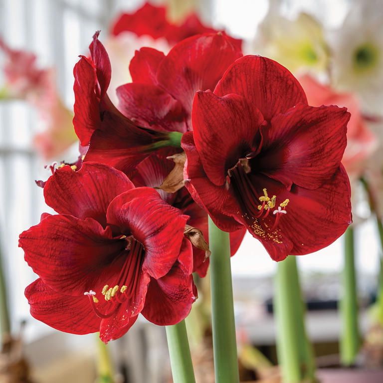 What to do with amaryllis in October – get these 6 things right for ...