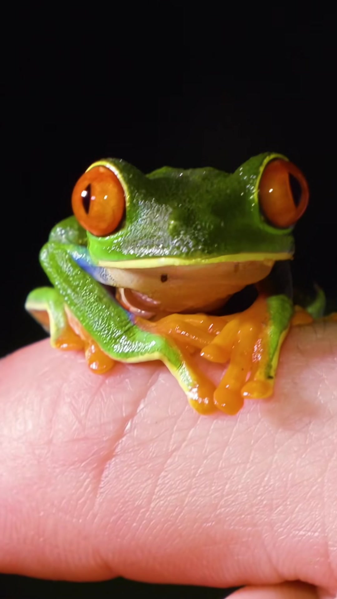 Meet the red-eyed leaf frog, famous for its vibrant colors