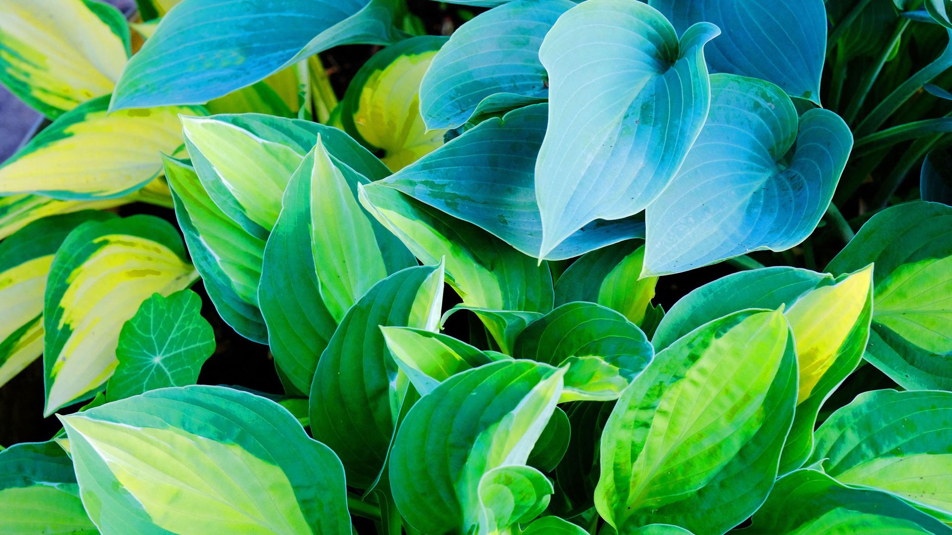 What to do with your hostas in October – 6 simple tasks for lush ...