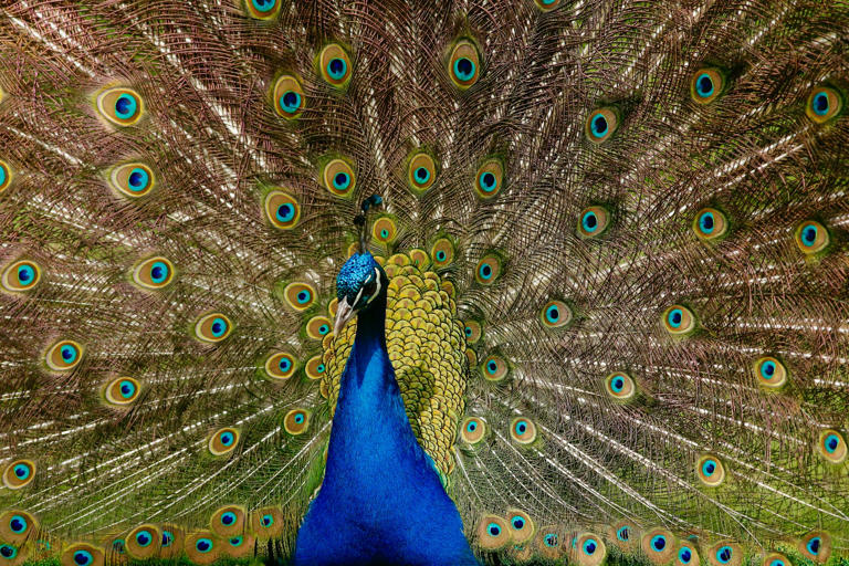 10 things that hold different meanings across cultures