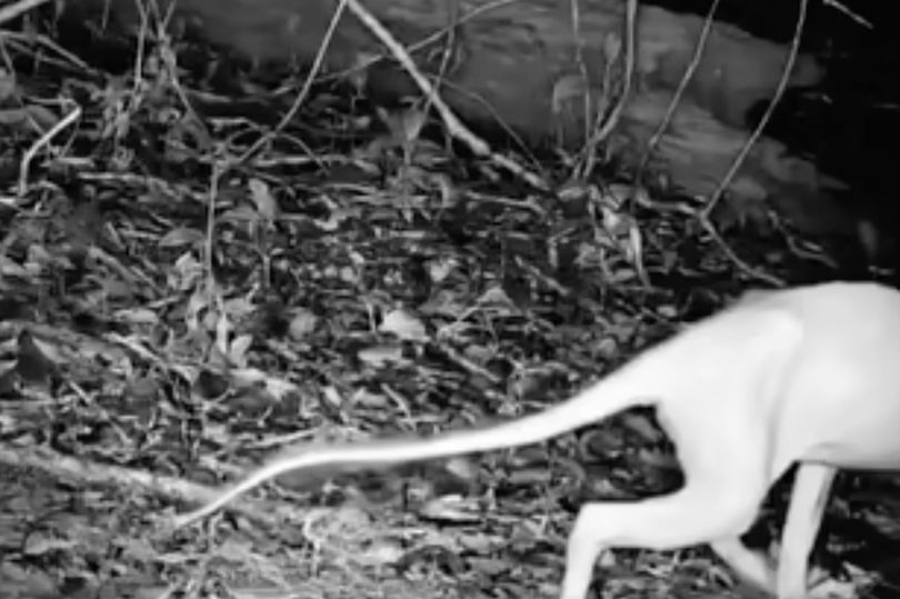 Horror as mysterious clawed long-limbed beast attacks animals before ...