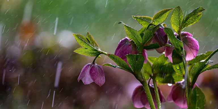 5 winter plants that will bring flowers, fragrance and evergreen ...