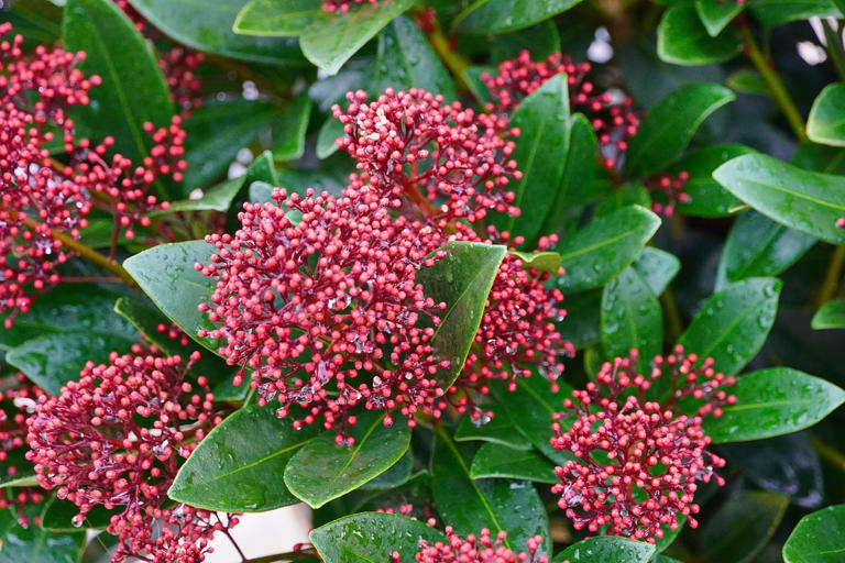 5 winter plants that will bring flowers, fragrance and evergreen ...