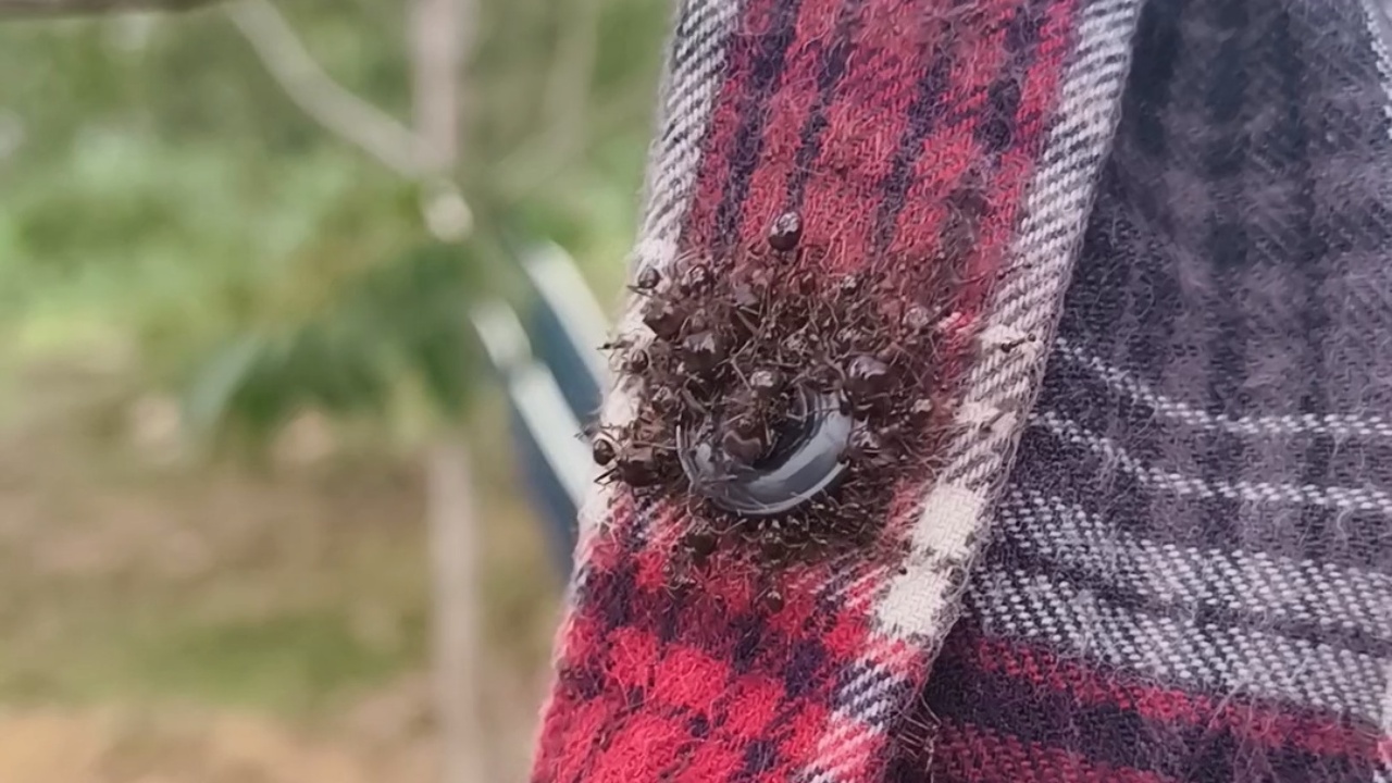 Bugs collaborate to steal buttons from a hanging shirt