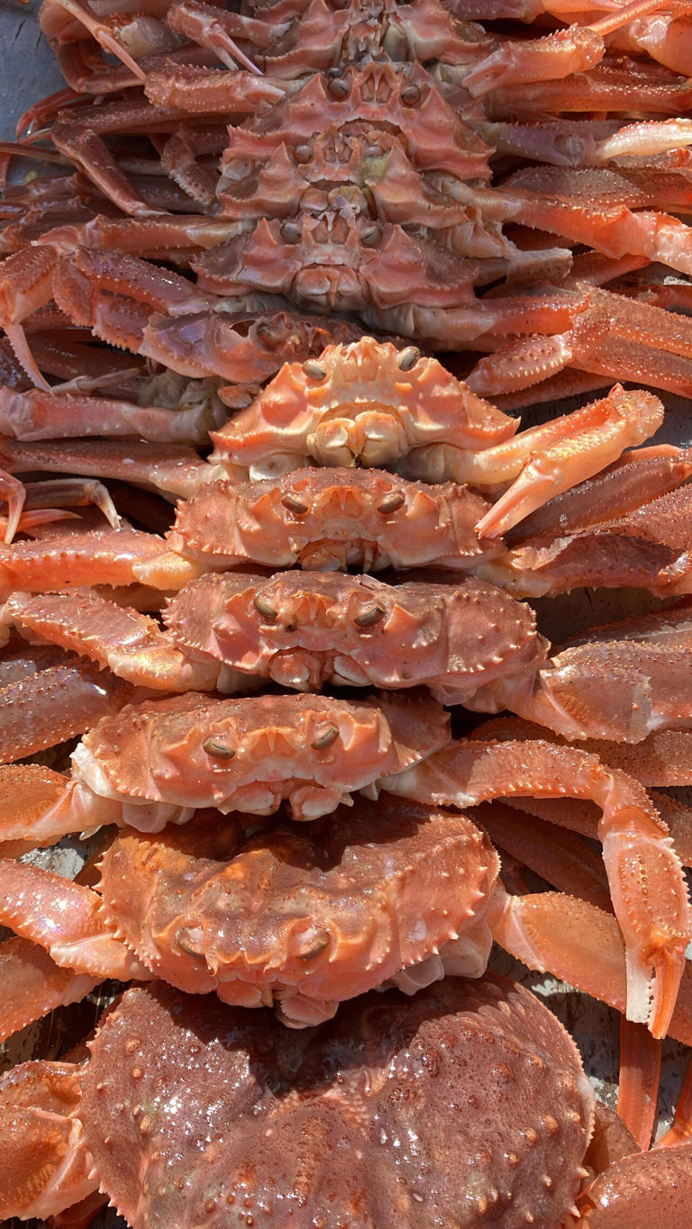 Bering Sea heat wave linked to a surprising boom in the number of ...
