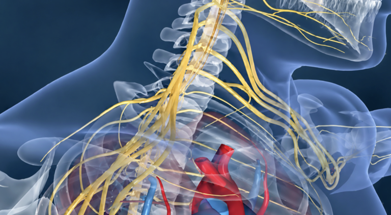 Scientists discovered you have a hidden little brain in your heart