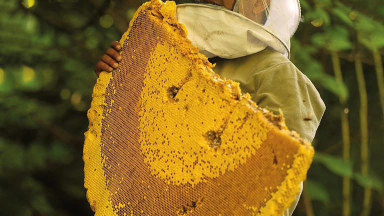 World's largest honeybees in Himalayas produce a rare honey known for ...