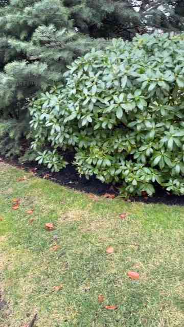 The easy garden edging trick that makes everything look cleaner 🌿