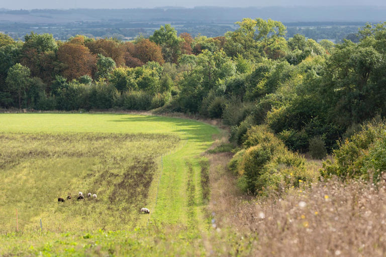 Wimpole: Abundance of wildlife with 5,000 species recorded