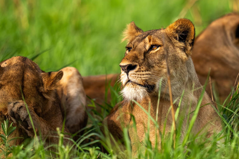 Uganda beyond the gorillas: Inside the nation’s most remote wildlife park