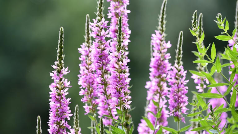 This plant could help with weight loss, study says