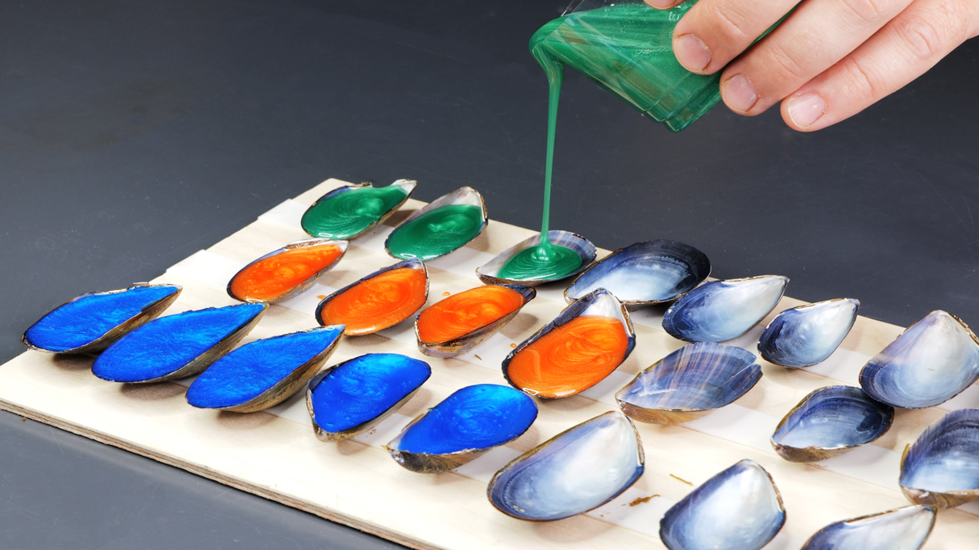 How to make a night lamp with mussel shells and epoxy resin