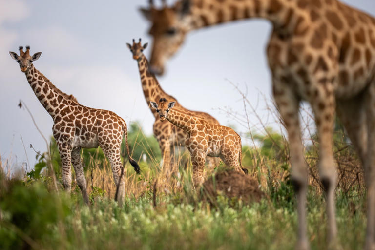 Uganda beyond the gorillas: Inside the nation’s most remote wildlife park