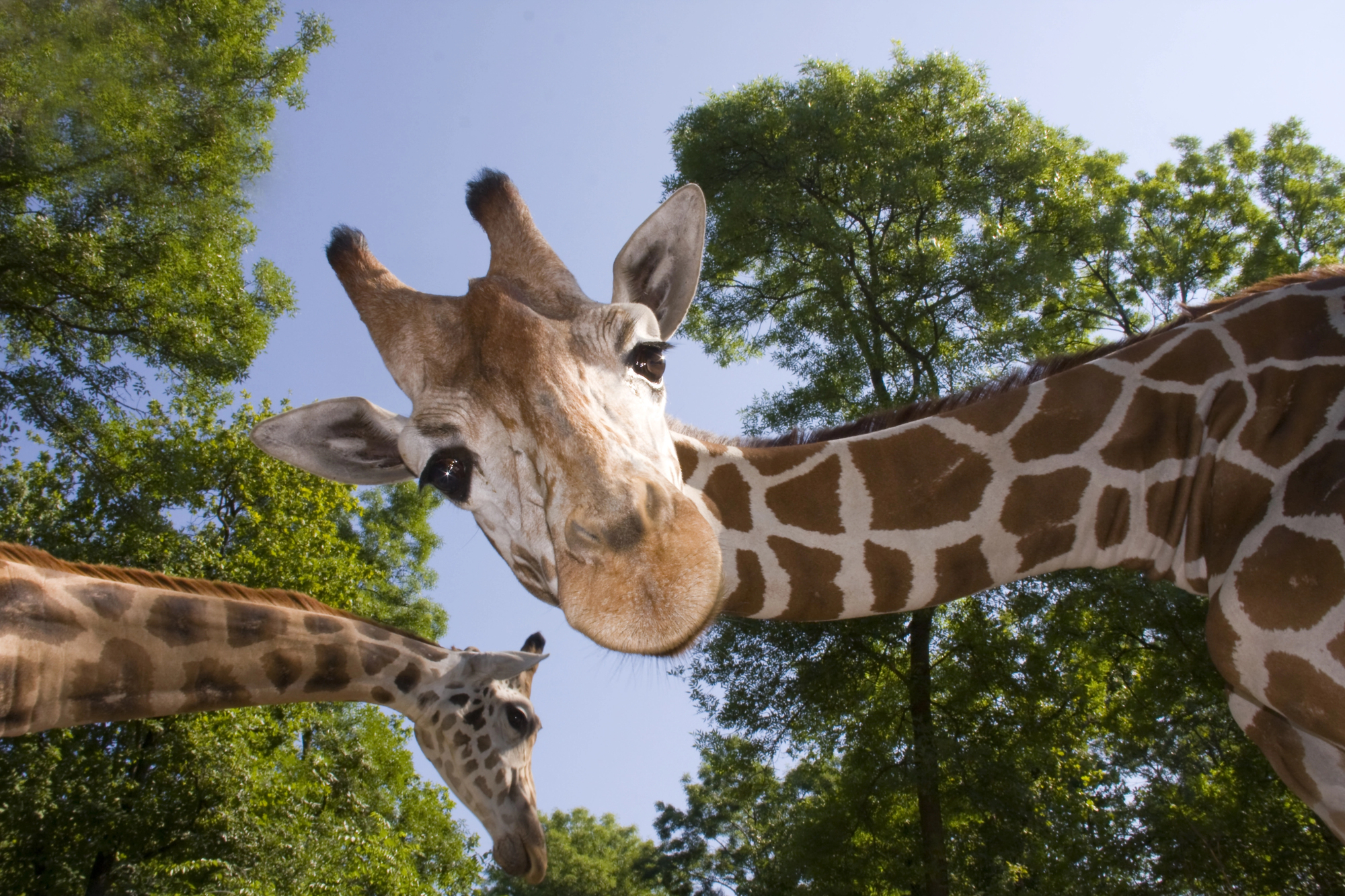 Trump brags about knowing what a giraffe is, being able to do math