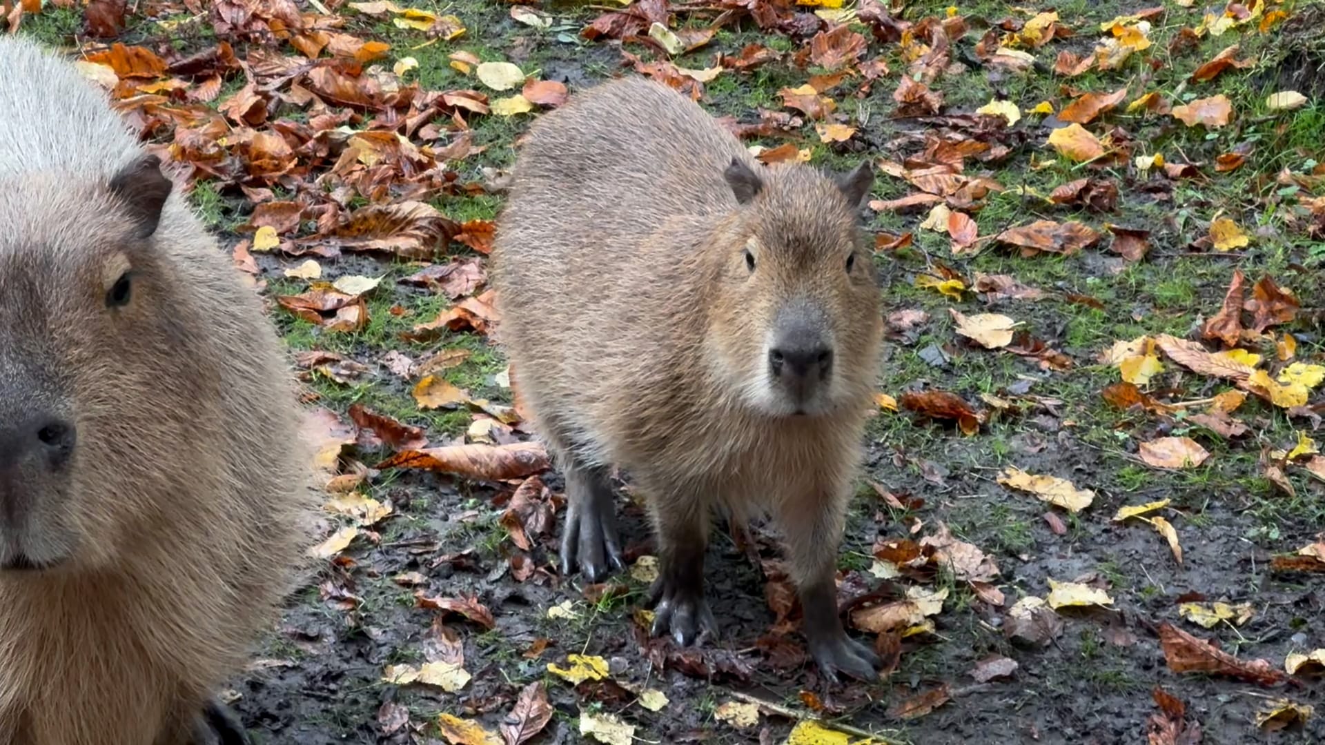 Capybaras pictured eating pumpkins filled with festive snacks