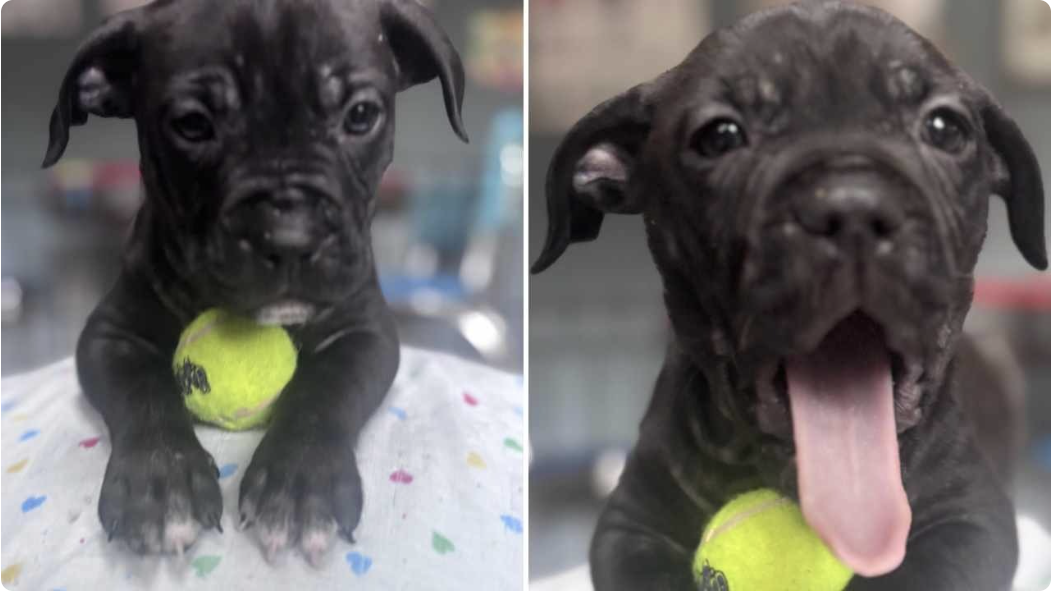Meet Spanky Little Rascals: The charming little 5 lb puppy in need of ...