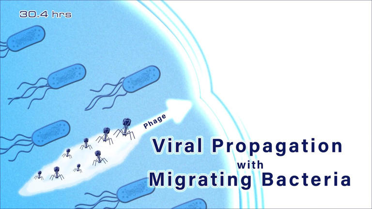 Scientists discover migration-mediated mechanism enabling bacteria ...