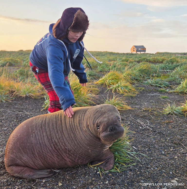 Orphaned baby walrus found between 2 dead adults gets a new home at ...