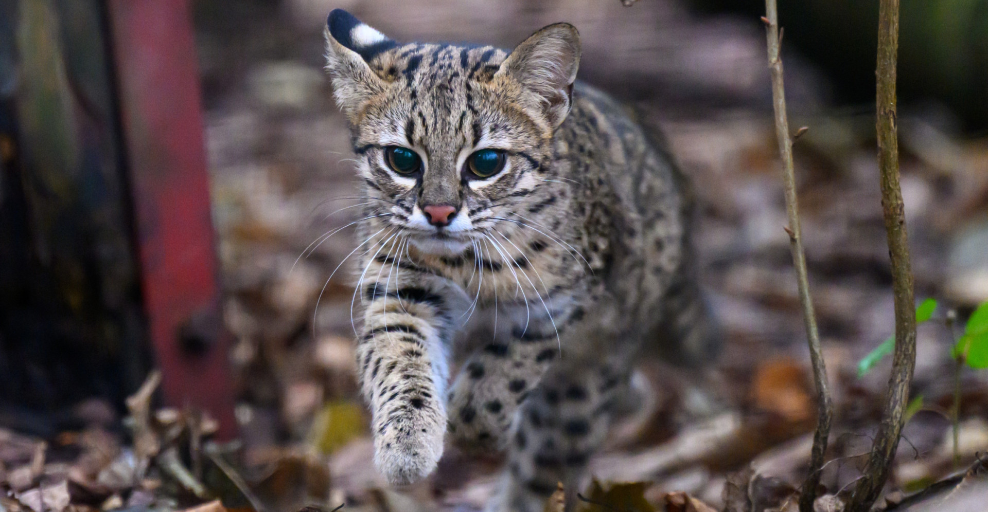 The smallest animals in the world