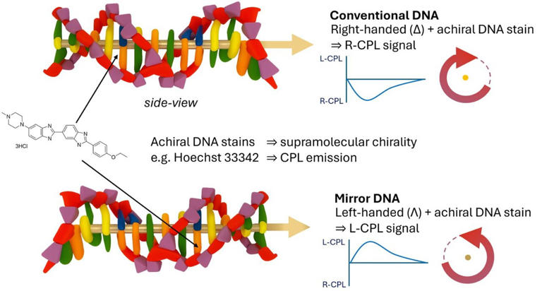 Light-based method could offer first way to detect hypothetical mirror life