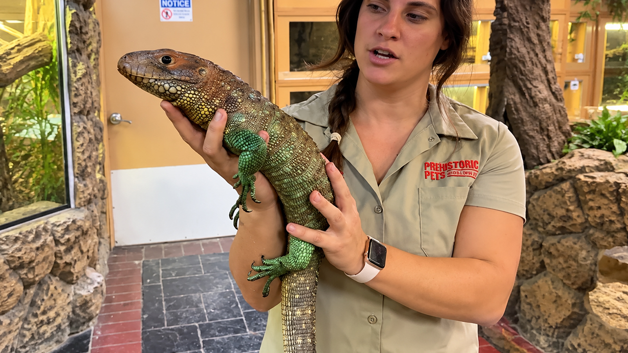 Powerful jaws make this bright lizard a serious shell crusher