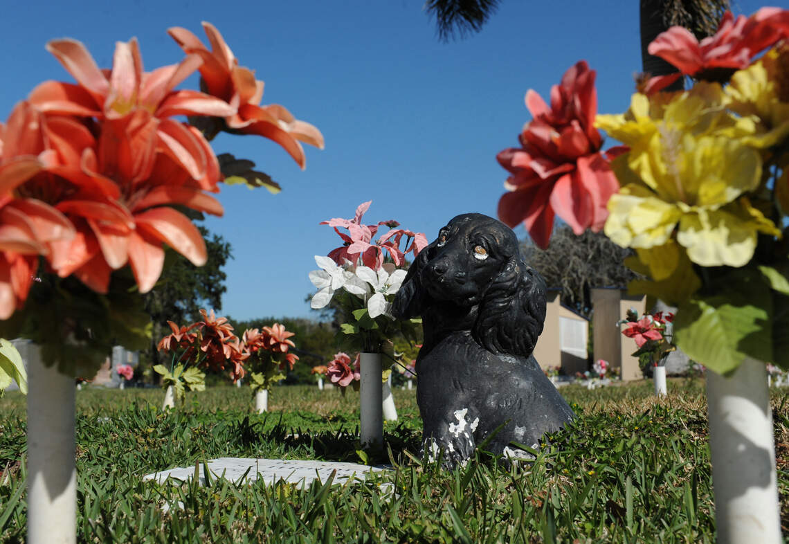 Can I bury my pet in my California backyard? What to know about home ...
