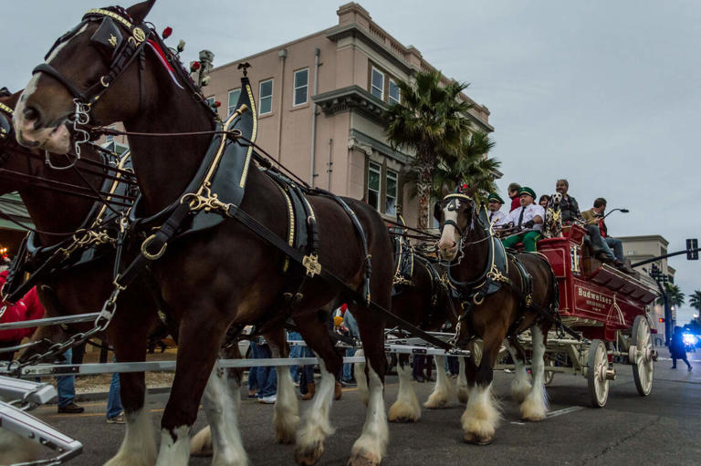 Budweiser's iconic Clydesdales coming to the coast. Here's where they ...