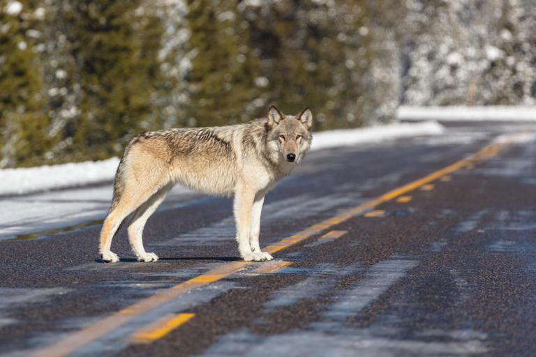 Frustrated Yellowstone guide calls out worst kind of tourists