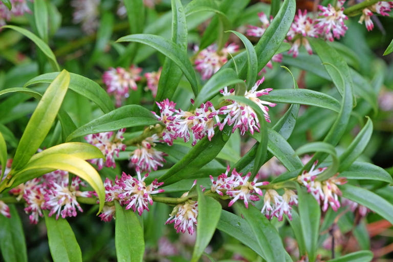 5 winter plants that will bring flowers, fragrance and evergreen ...