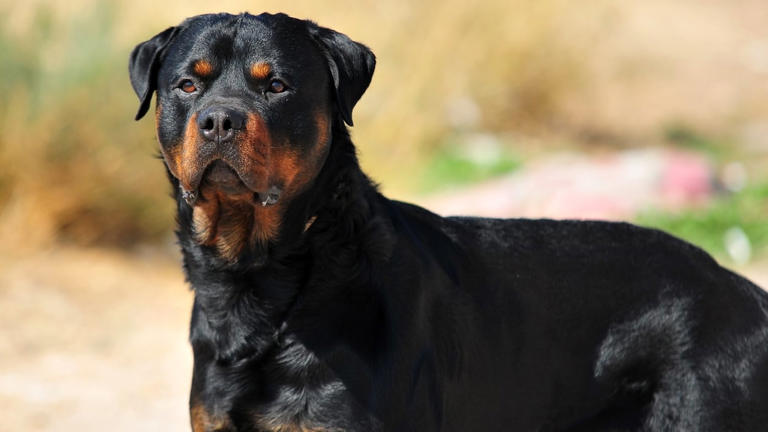 14-year-old girl attacked by Rottweiler at bus stop, seriously injured