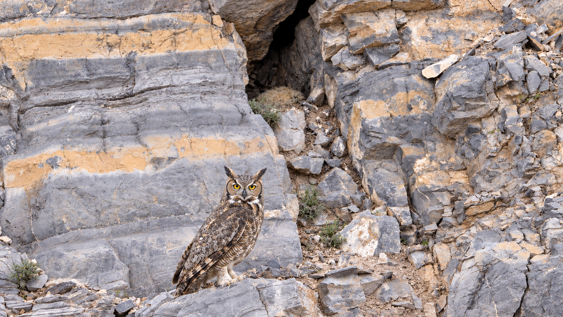 A pair of bright yellow eyes among the gray rocks