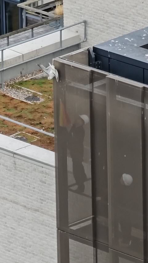 Construction workers rescue trapped seagull using umbrella