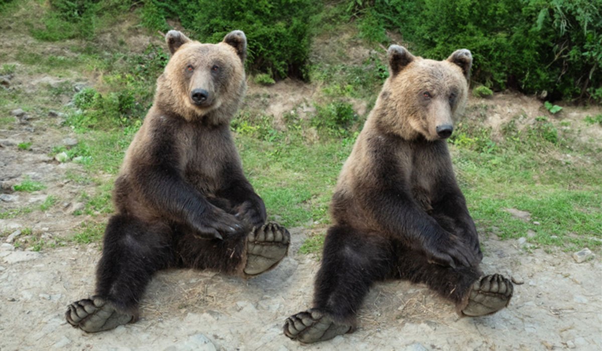 Two rescued brown bears find safe haven in Ireland